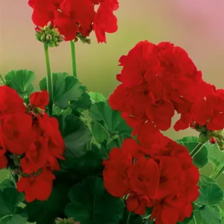 Pelargonia stojąca Grandeur® Classic Red pepper